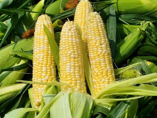 夏季有哪些適合排濕吃的食物？